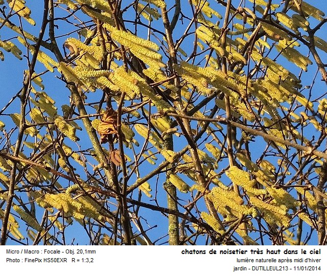 CORYLUS AVELLANA - NOISETIER #35670