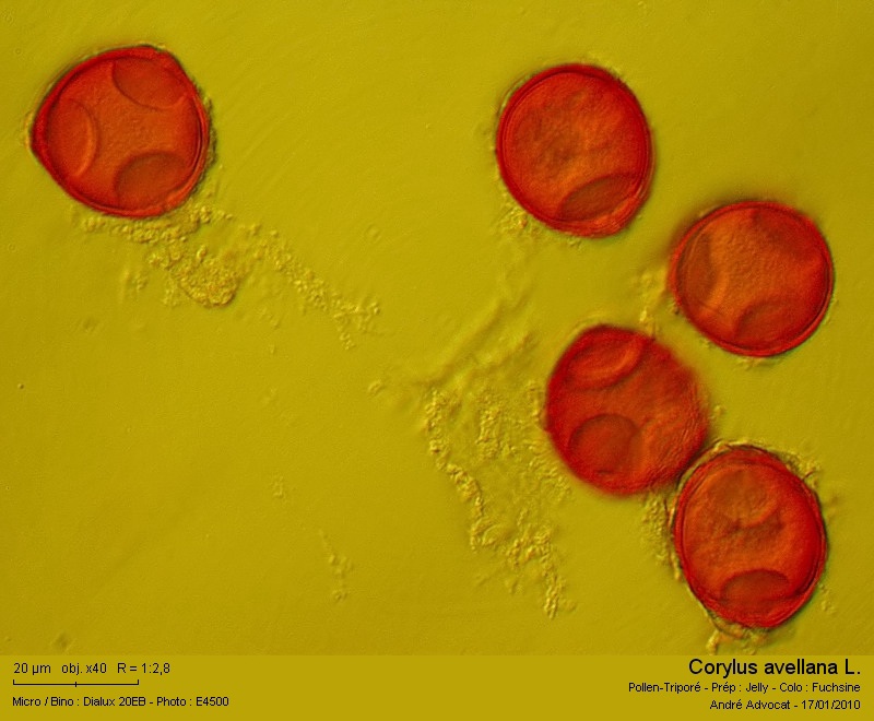Corylus avellana L. (Noisetier,Coudrier) Pollen #14147