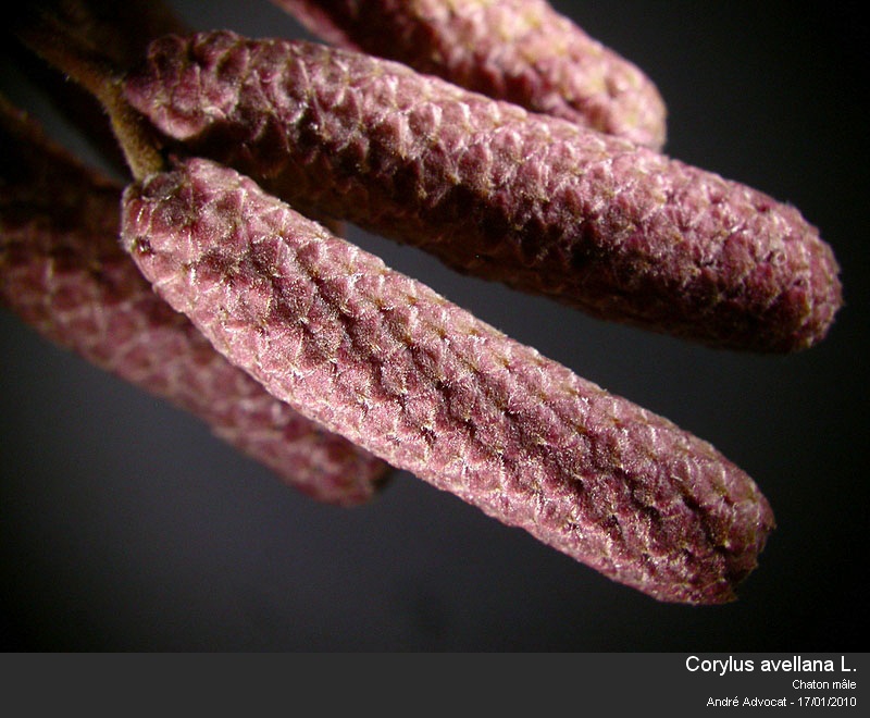 Corylus avellana L. (Noisetier,Coudrier) Pollen #14145
