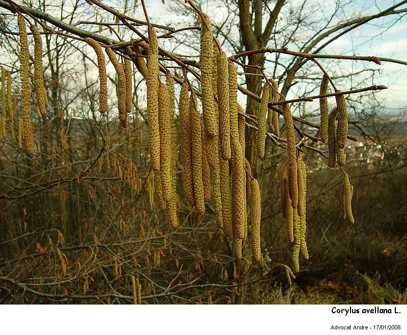 Corylus avellana L. (Noisetier,Coudrier) Pollen #2015
