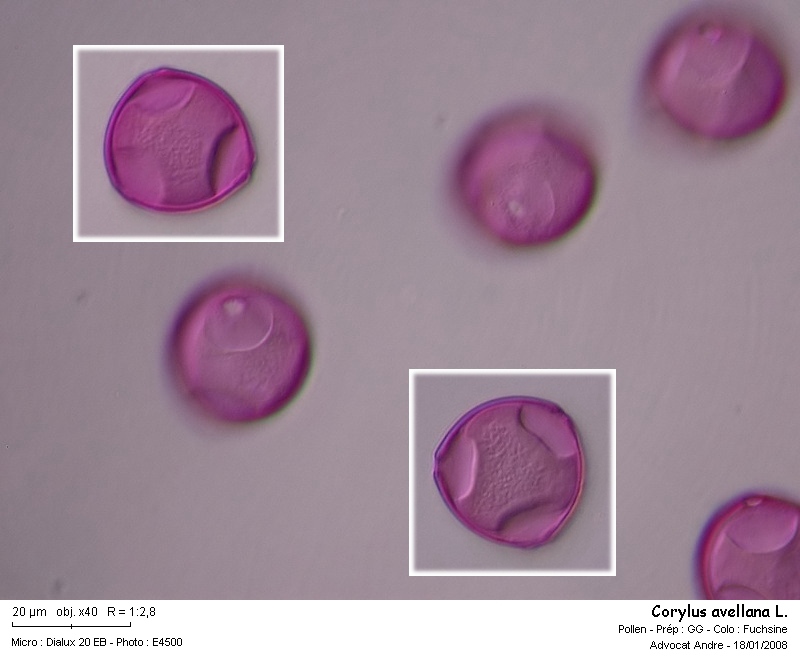 Corylus avellana L. (Noisetier,Coudrier) Pollen #2016