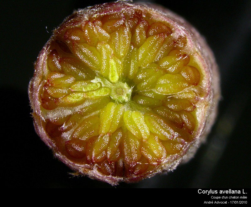 Corylus avellana L. (Noisetier,Coudrier) Pollen #14146