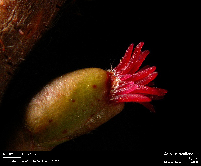 Corylus avellana L. (Noisetier,Coudrier) Pollen #8397