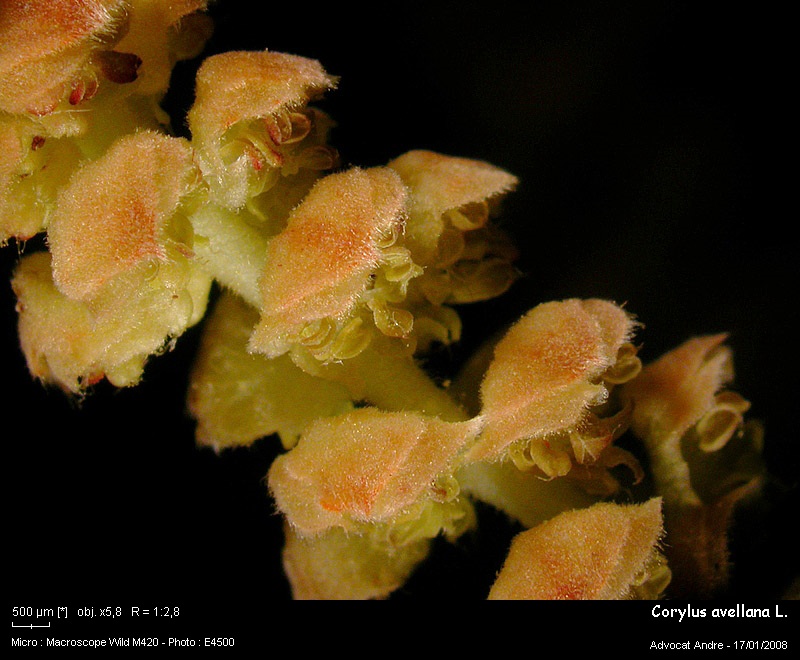 Corylus avellana L. (Noisetier,Coudrier) Pollen #8396