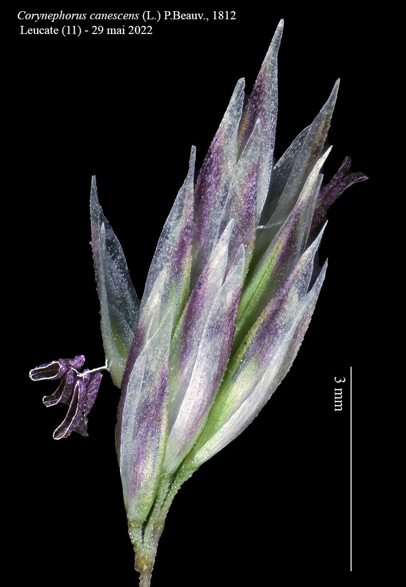 Corynephorus canescens #76339
