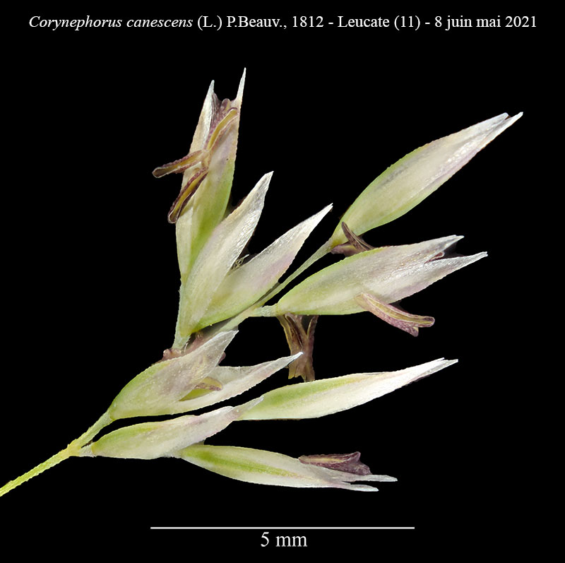 Corynephorus canescens #76341