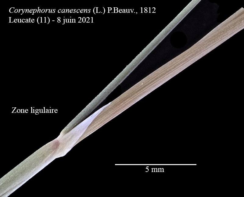 Corynephorus canescens #76336
