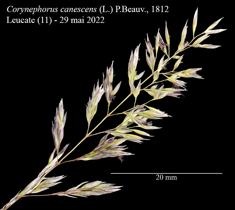 Corynephorus canescens #76338