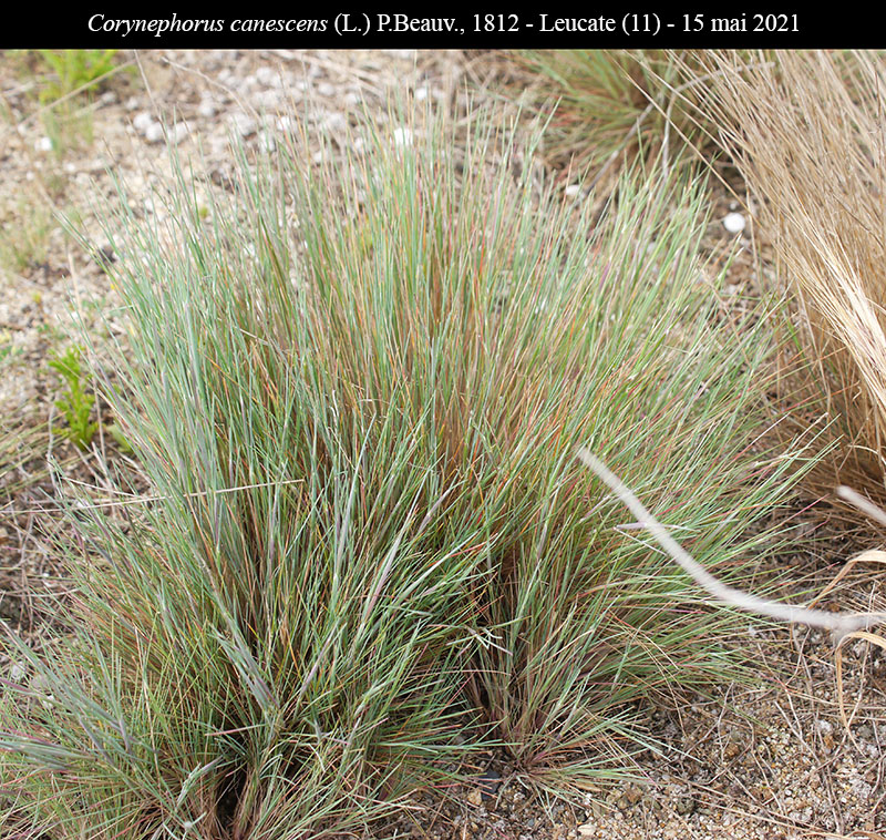 Corynephorus canescens #76334