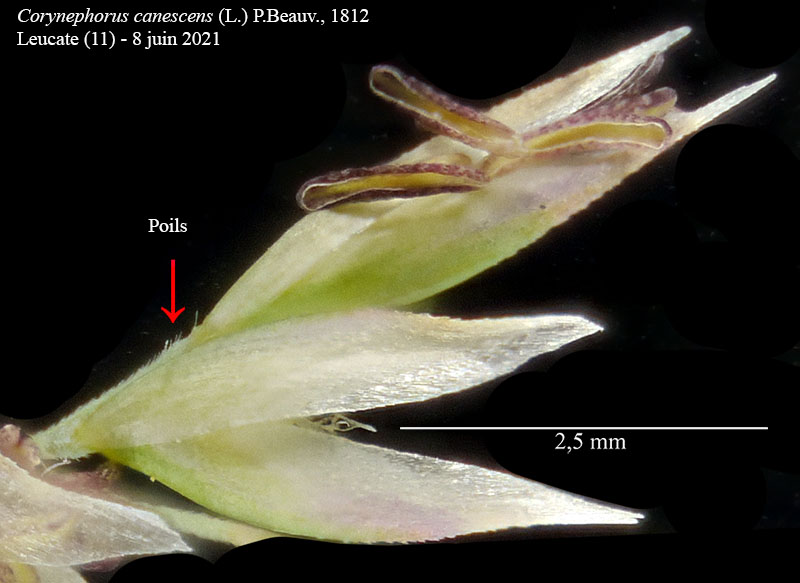 Corynephorus canescens #76342