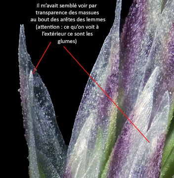 Corynephorus canescens #76807