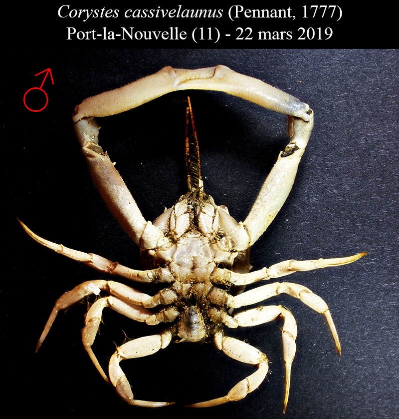Corystes cassivelaunus #61959