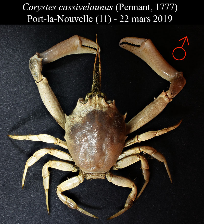 Corystes cassivelaunus #61958