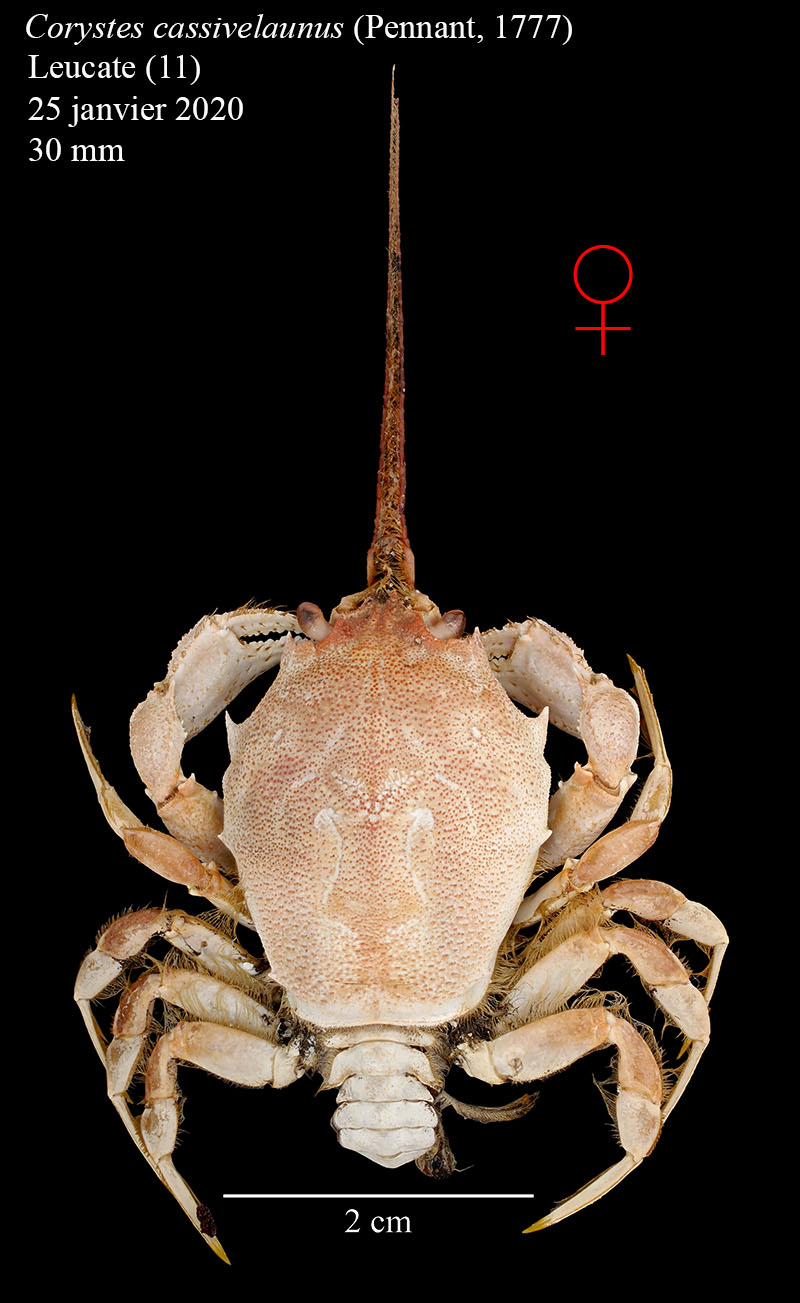 Corystes cassivelaunus #61962