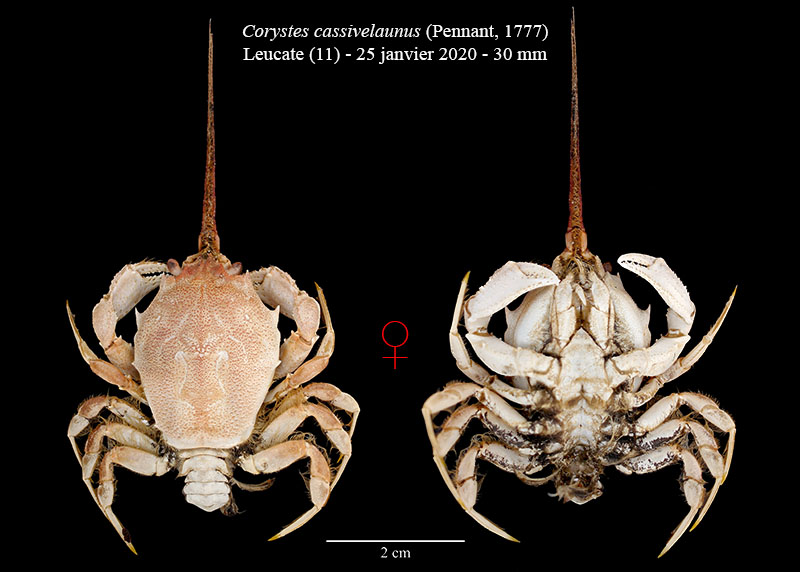 Corystes cassivelaunus #61961