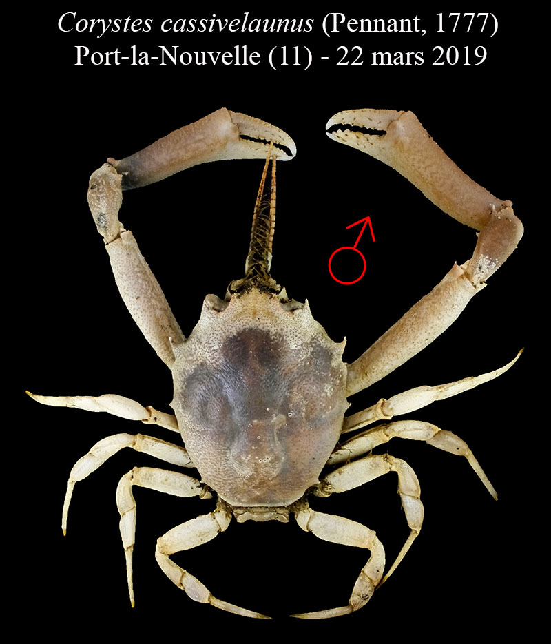 Corystes cassivelaunus #61960
