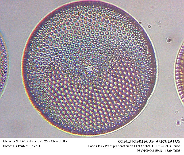 COSCINODISCUS APICULATUS #32215