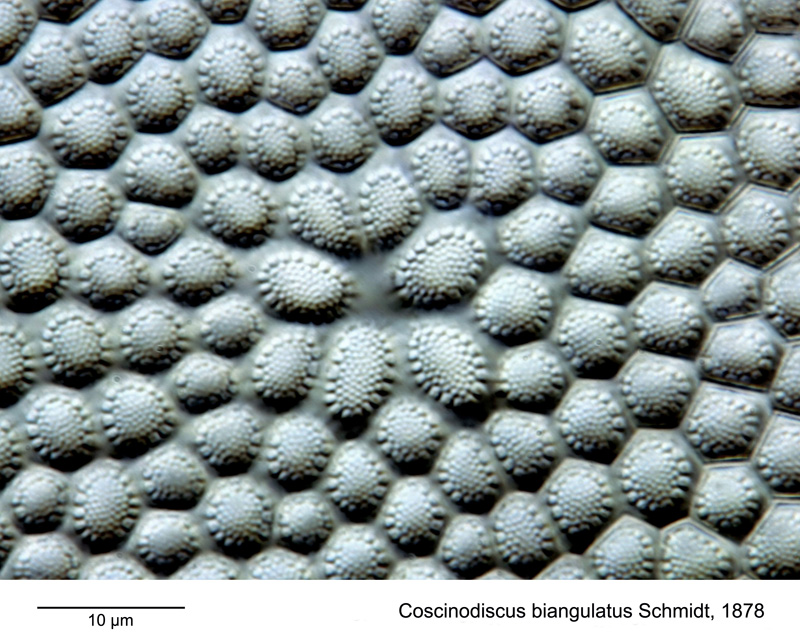 Coscinodiscus biangulatus #49493