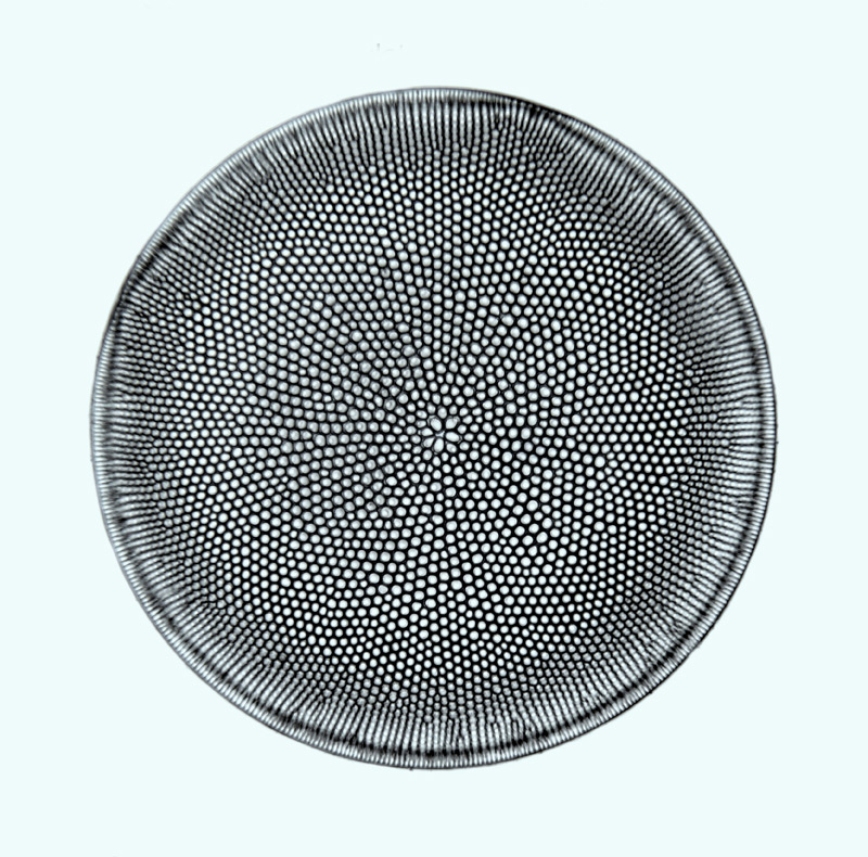 Coscinodiscus biangulatus #49494