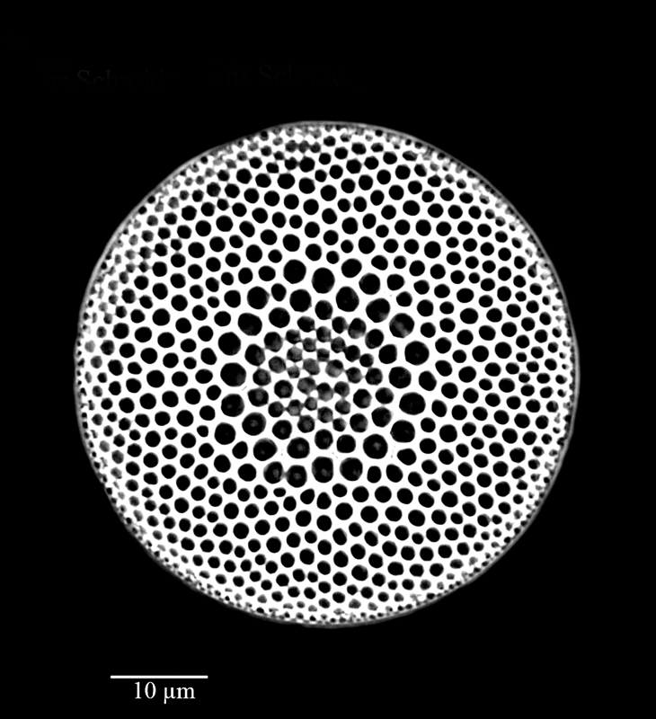 Coscinodiscus bulliens #64607