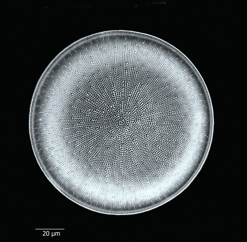 Coscinodiscus californicus #66285