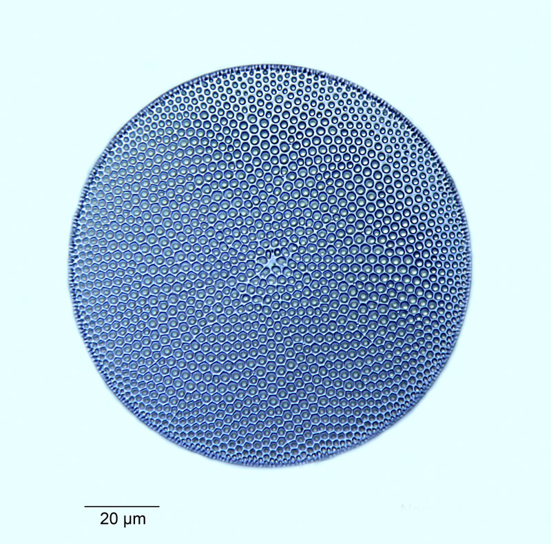 Coscinodiscus centralis (radiatus) ? #55113