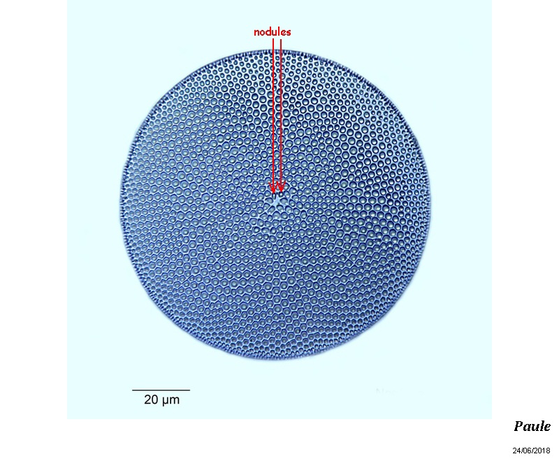 Coscinodiscus centralis (radiatus) ? #55127