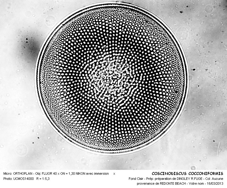 COSCINODISCUS COCCONIFORMIS #32211