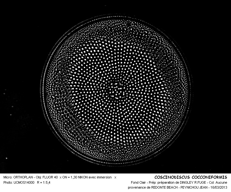 COSCINODISCUS COCCONIFORMIS #32212