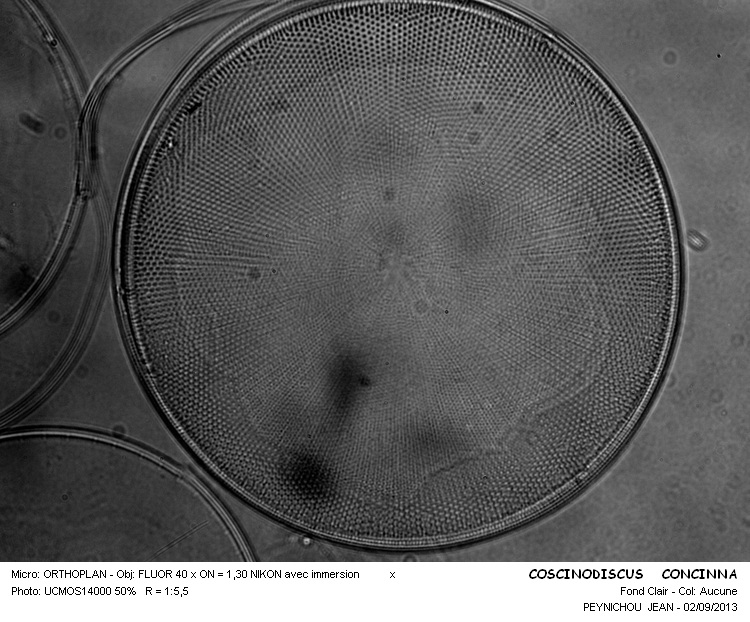 COSCINODISCUS CONCINNA #33545