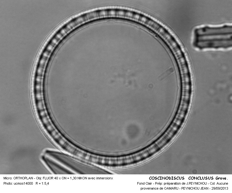 COSCINODISCUS CONCLUSUS Grove. #34020