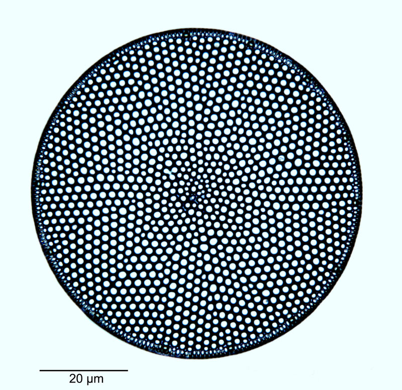 Coscinodiscus curvatulus #52649