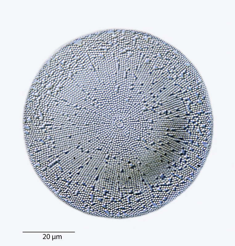 Coscinodiscus densus #41993