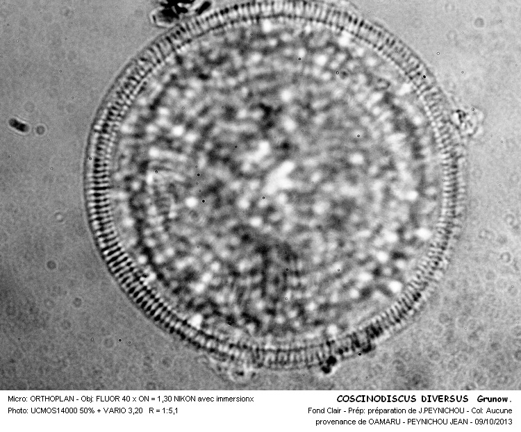 COSCINODISCUS DIVERSUS Grunow. #34217