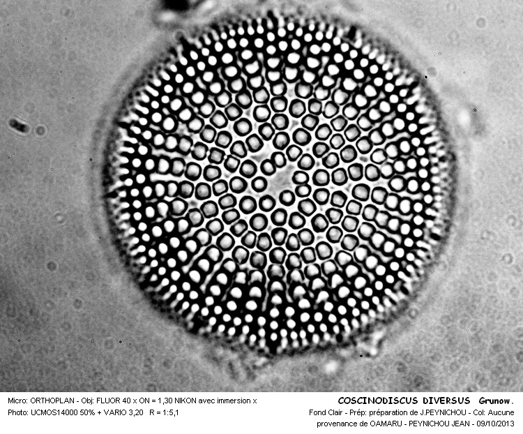 COSCINODISCUS DIVERSUS Grunow. #34216