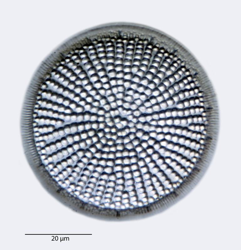 Coscinodiscus diversus #41020