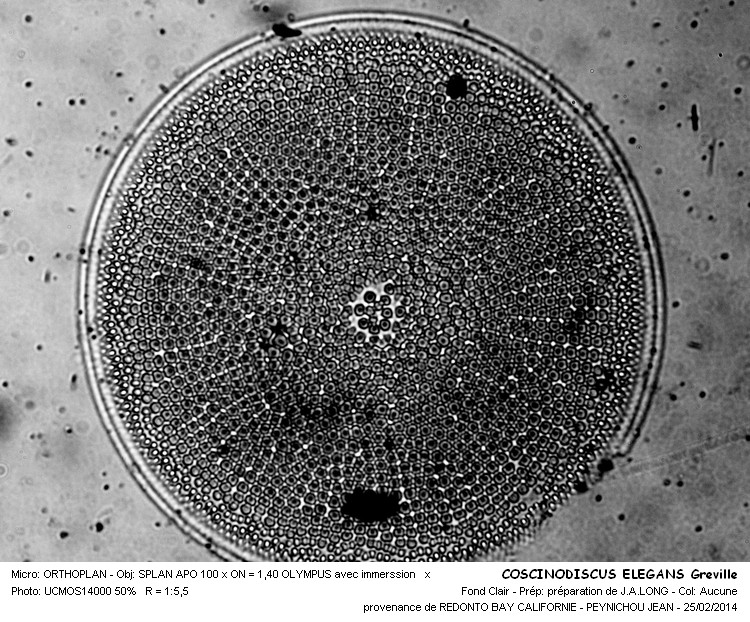 COSCINODISCUS ELEGANS Greville #36506