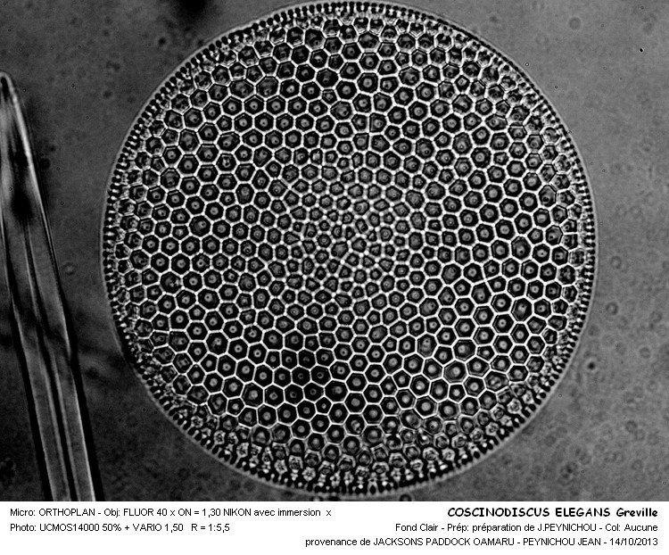 COSCINODISCUS ELEGANS Greville #34293