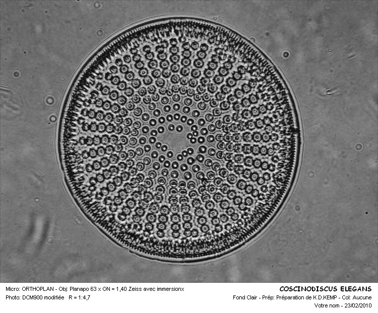 COSCINODISCUS ELEGANS #32210