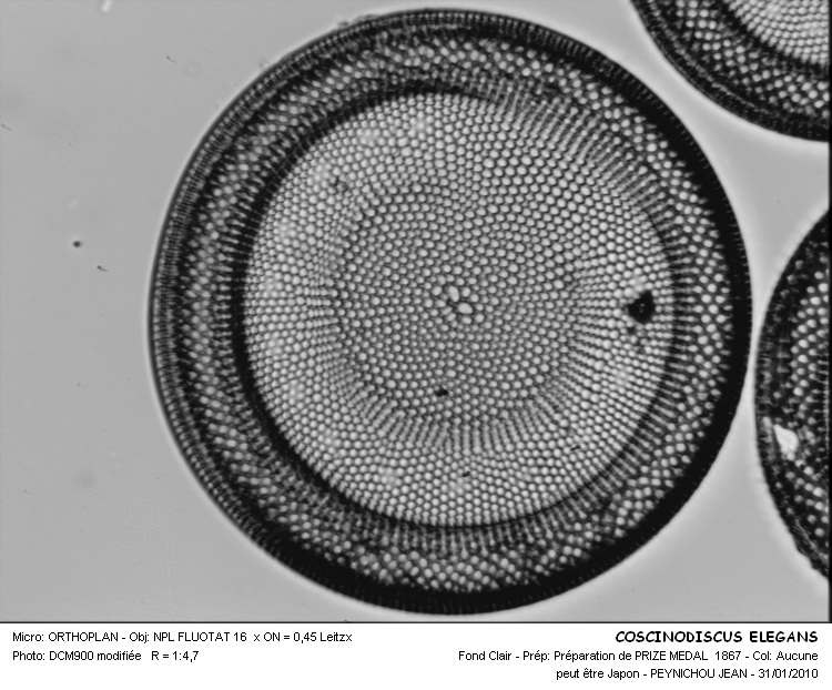 COSCINODISCUS ELEGANS #32209