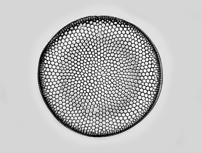 Coscinodiscus evermanni Hanna & W.M.Grant #49816