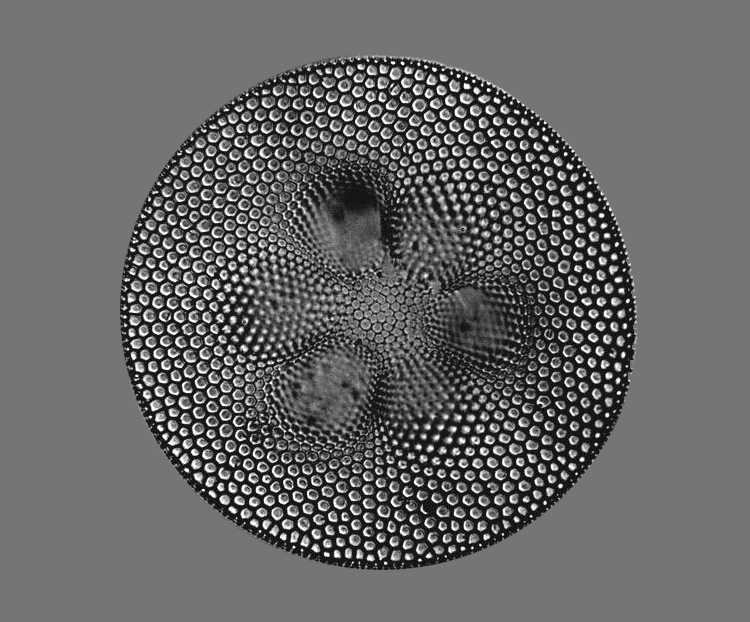 COSCINODISCUS EXCAVATUS var. TRIOCELLATA #35659