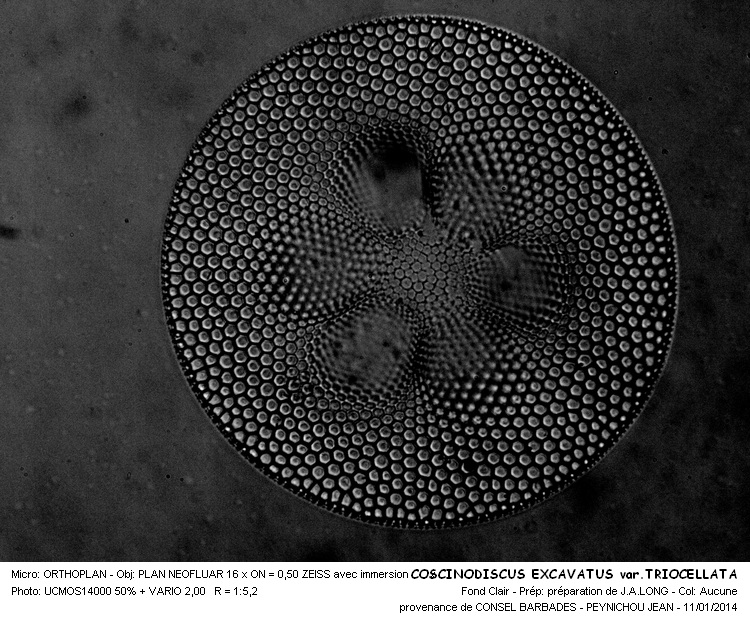 COSCINODISCUS EXCAVATUS var. TRIOCELLATA #35622