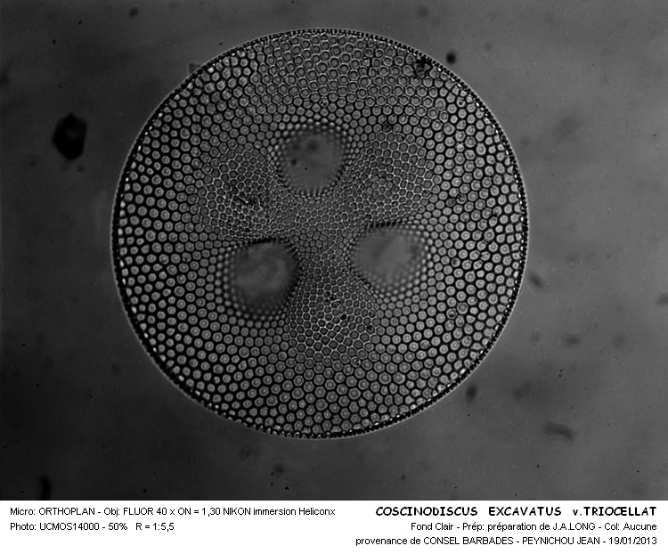 COSCINODISCUS EXCAVATUS #29581
