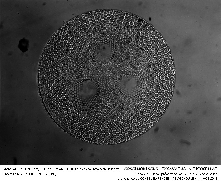 COSCINODISCUS EXCAVATUS #29580