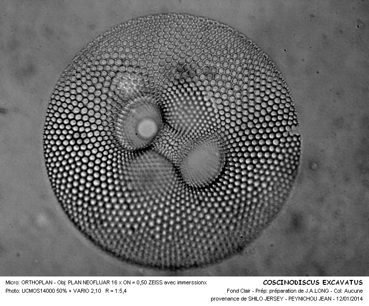 COSCINODISCUS EXCAVATUS #35644