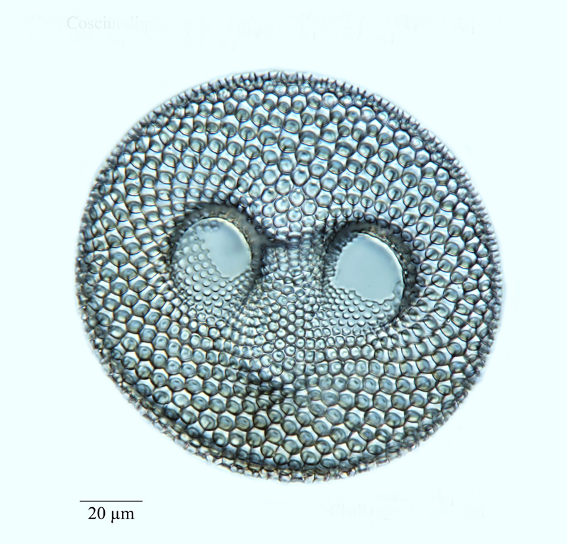 Coscinodiscus excavatus #56931