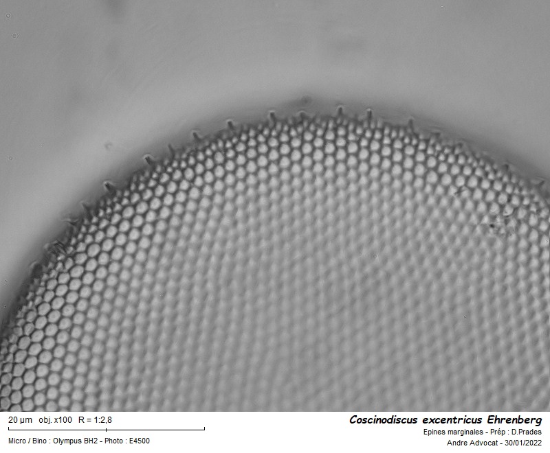 Coscinodiscus excentricus Ehrenberg #69247