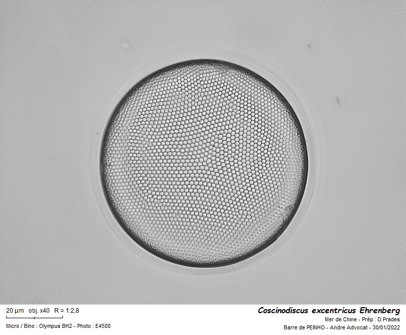 Coscinodiscus excentricus Ehrenberg #69246