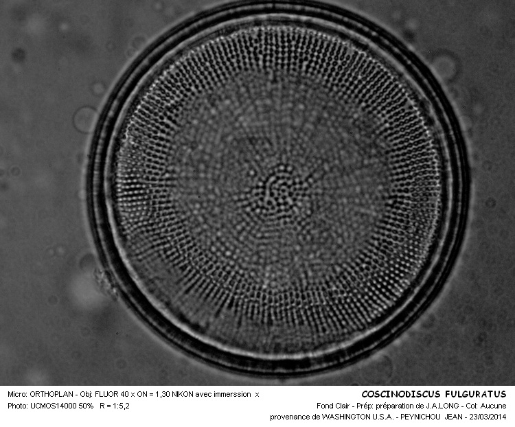 COSCINODISCUS FULGURATUS #36891